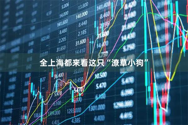 全上海都来看这只“潦草小狗”